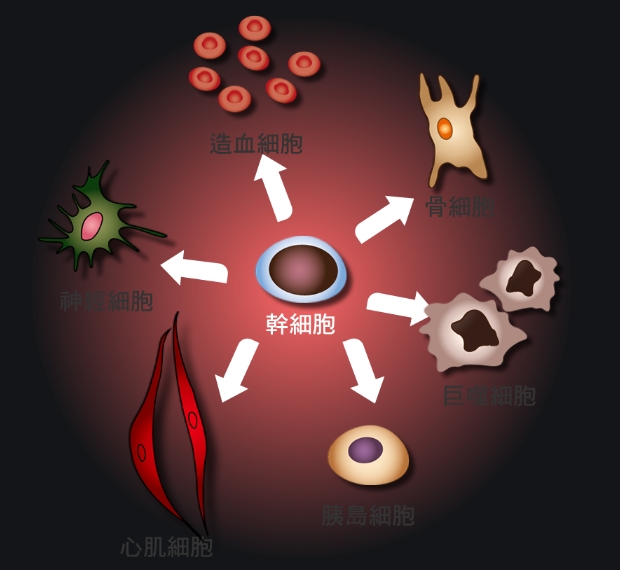 我科学家解决细胞衰老领域难题